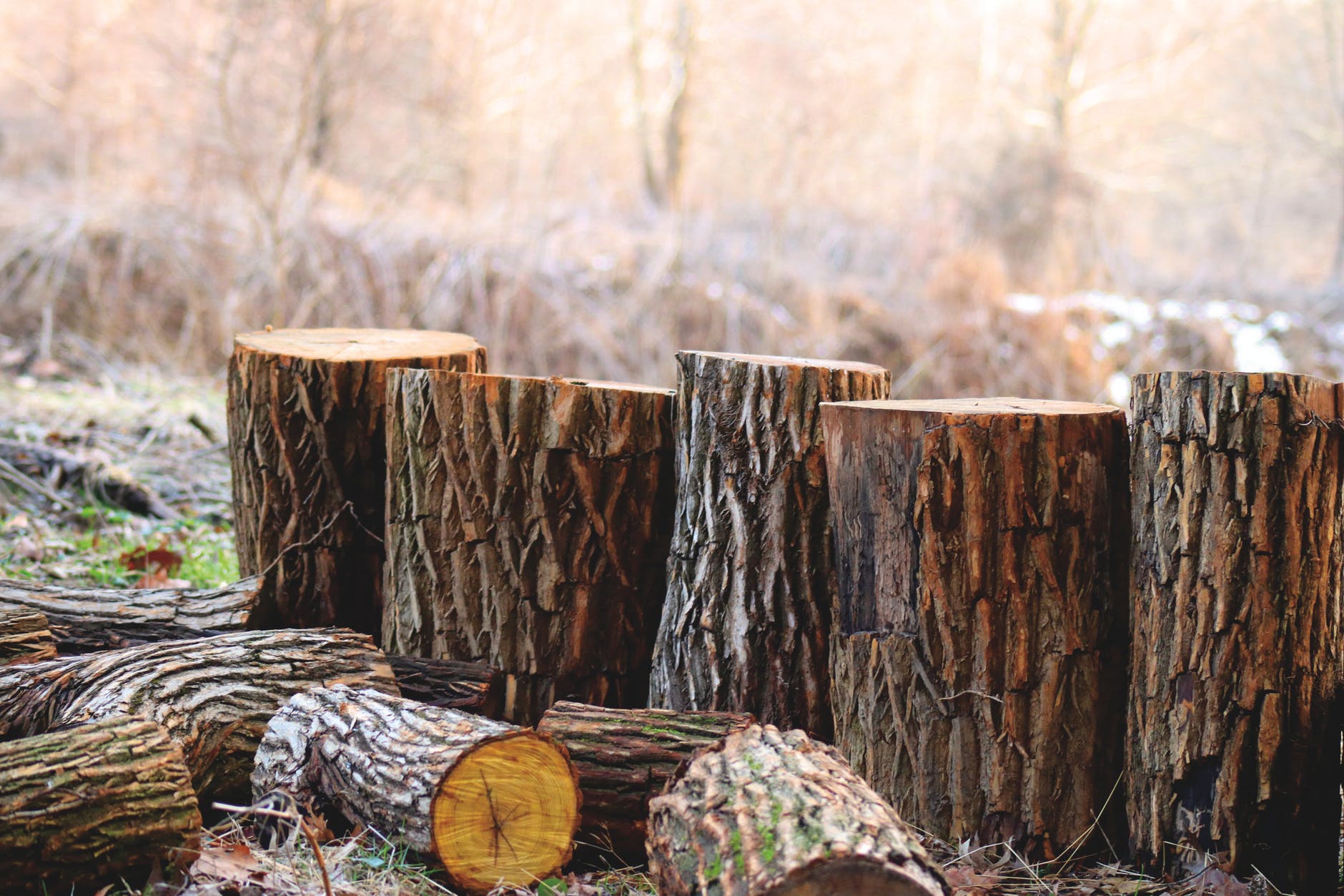 Hudson Valley Tree Removal Image